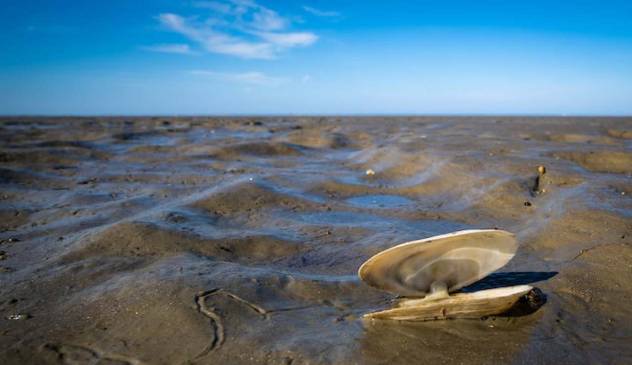 Mare essiccato