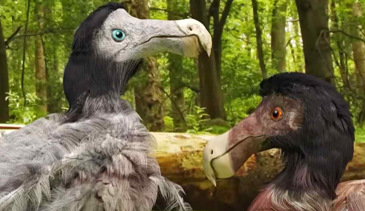 Dodo