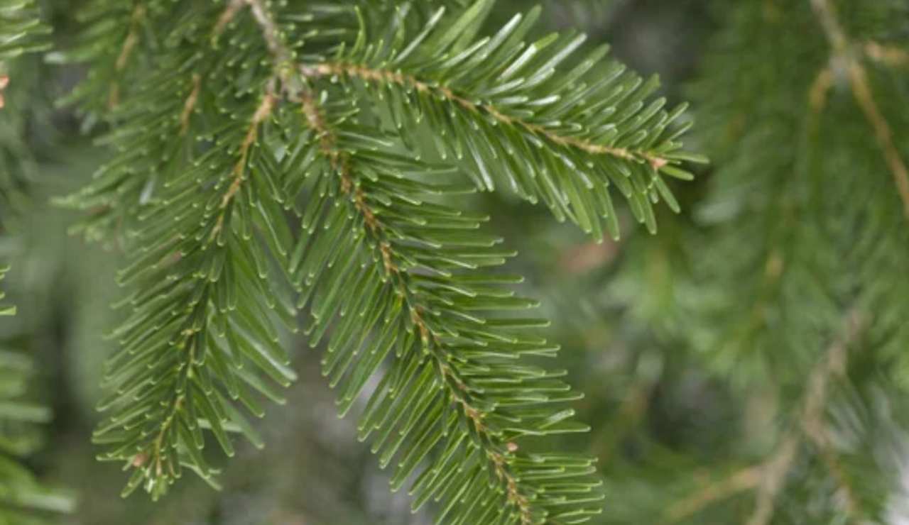 Aghi di un abete (Depositphotos foto) - www.sciencecue.it
