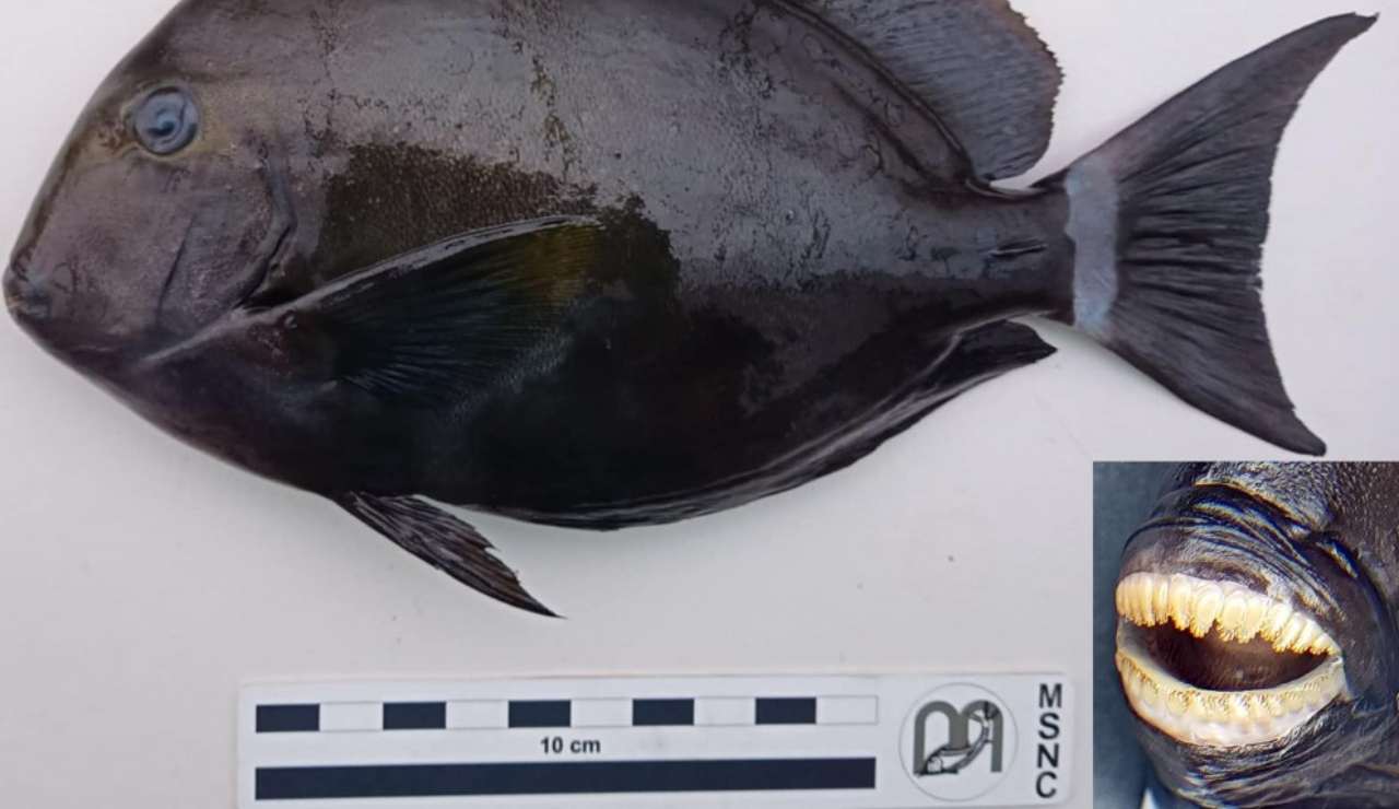 Il particolare pesce (BioInvasions Records foto) - www.sciencecue.it