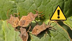 Insetti e pericoli (Depositphotos foto) - www.sciencecue.it