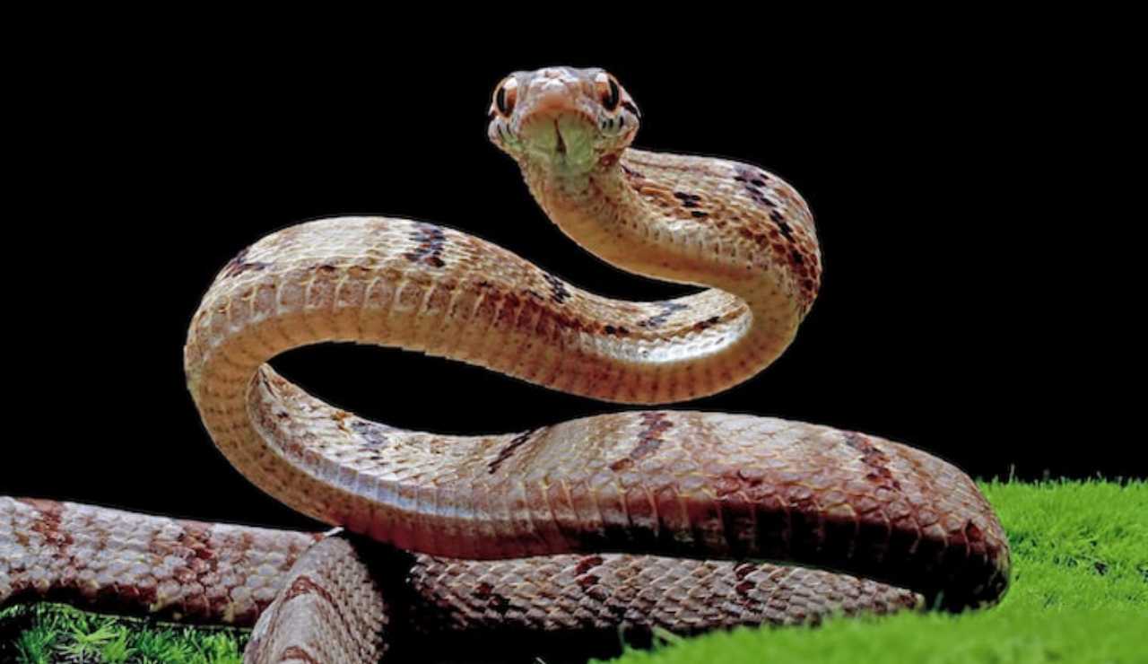 Serpente