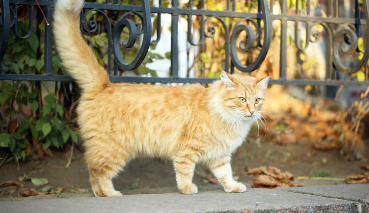 Creato in laboratorio