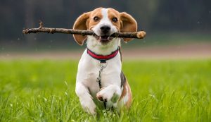 Cane che gioca