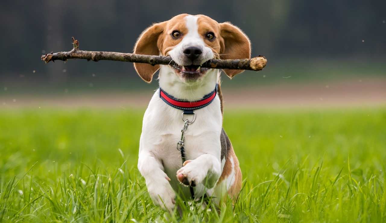 Cane che gioca